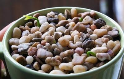 只需7步教你用新鲜柠檬核培育柠檬树