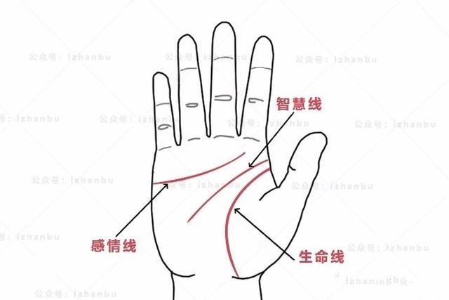 注3:多数人的手纹都有三条主线,从上向下分别是感情线,智慧线,生命线