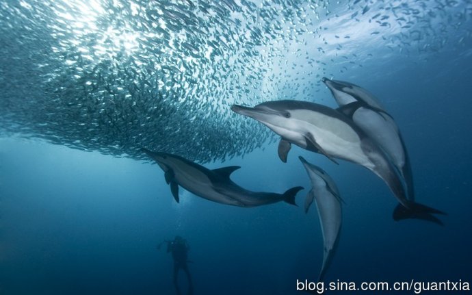 神奇海底動物世界組圖