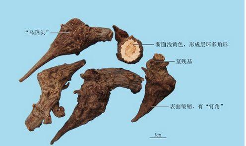 毒性较大的乌头附子到底该怎么用一