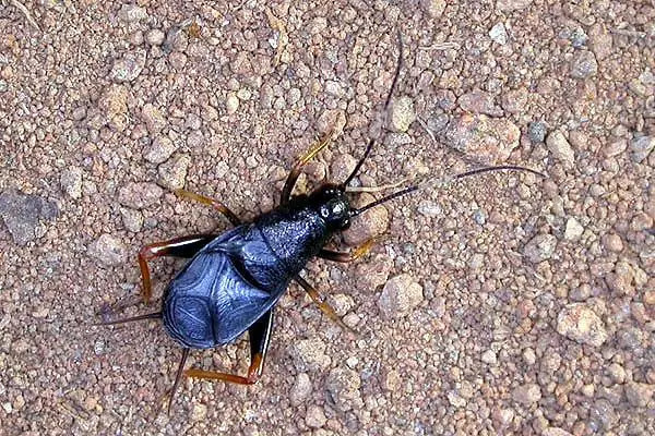 磬蛉又名松蛉,铁弹子,铁蟋,刻点铁蟋,属直翅目蟋蟀科.