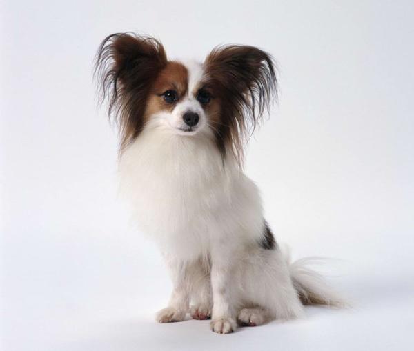 狗狗种类大全(价格也有)