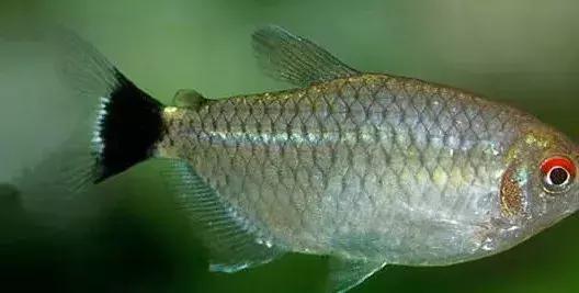 银屏灯:又名银屏鱼,原产南美洲亚马逊河,圭亚那等地,属拟鲤科.