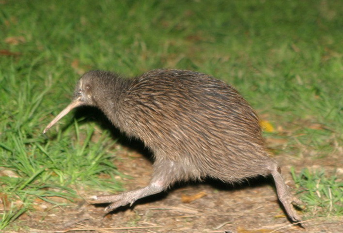 百鸟园364几维鸟