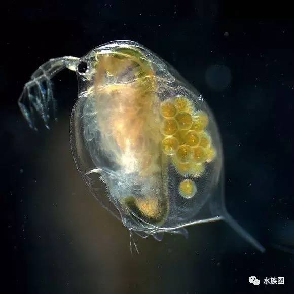 水蚤,学名其实应该叫水溞,是节肢动物门,甲壳动物亚门,鳃足纲,双甲亚