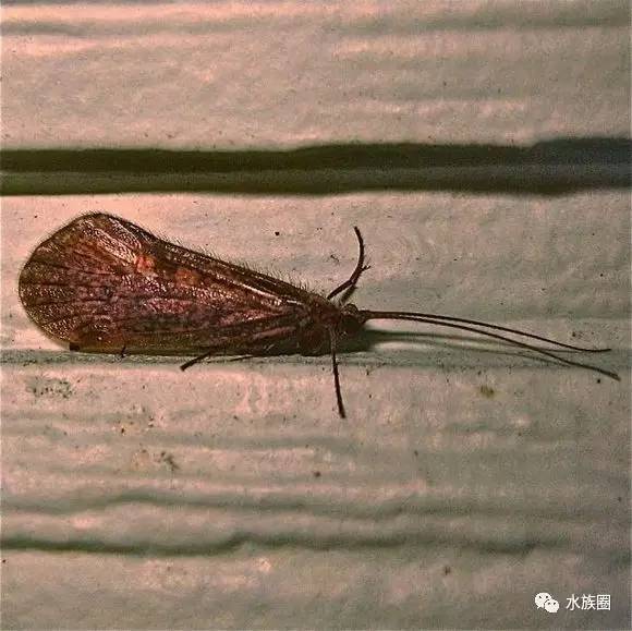 石蚕蛾,昆虫纲,类脉总目,毛翅目,石蚕蛾科.