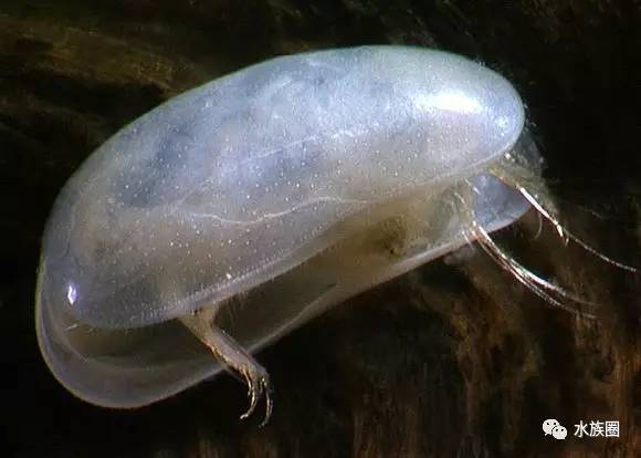 那些年通过养鱼见识到的那些奇葩生物