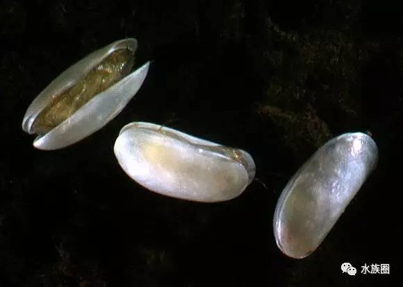 那些年通过养鱼见识到的那些奇葩生物