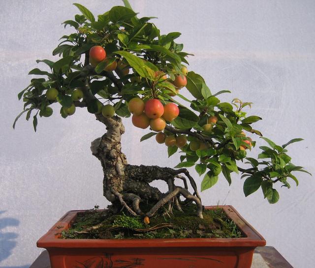 王母娘娘的"蟠桃树"被偷下凡尘;做成了如此精美的石榴盆景.