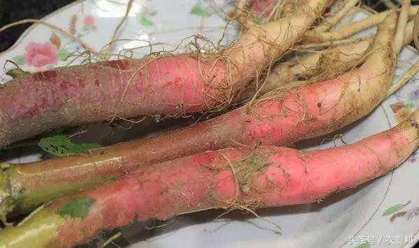 农村这种野菜村民管它叫猪母草,城里人确把它当做宝!