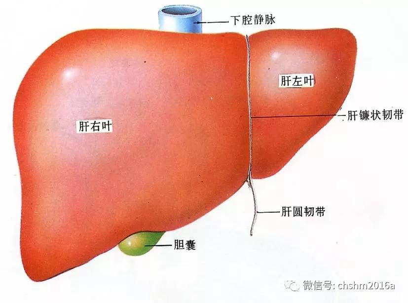 肝臟超聲檢查方法