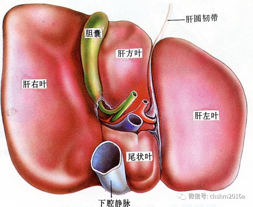 肝臟超聲檢查方法