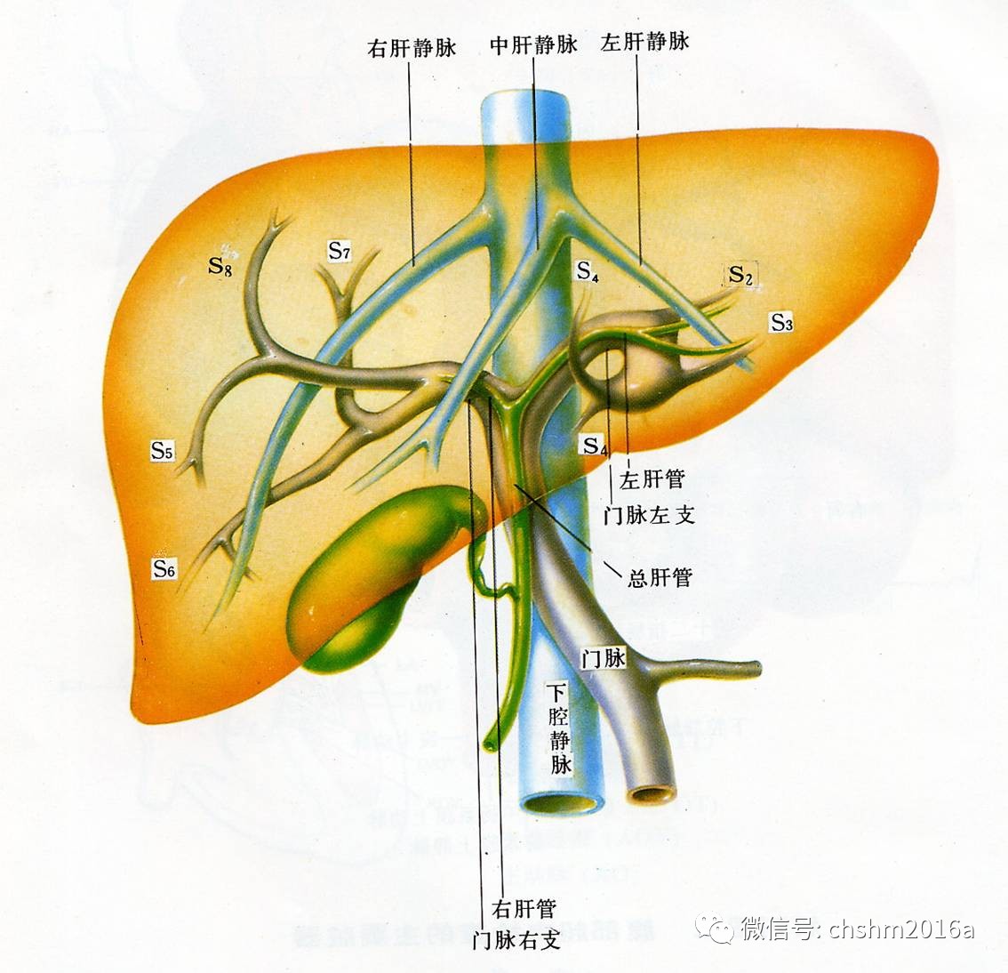 肝分叶解剖示意图图片
