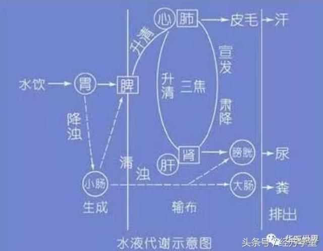 这几条原文最关键的还是太阳蓄水证,张仲景用五苓散.