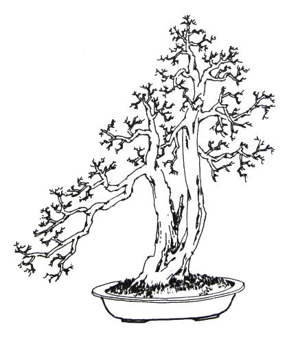 树桩盆景制作图解(盆景欣赏制作之八)