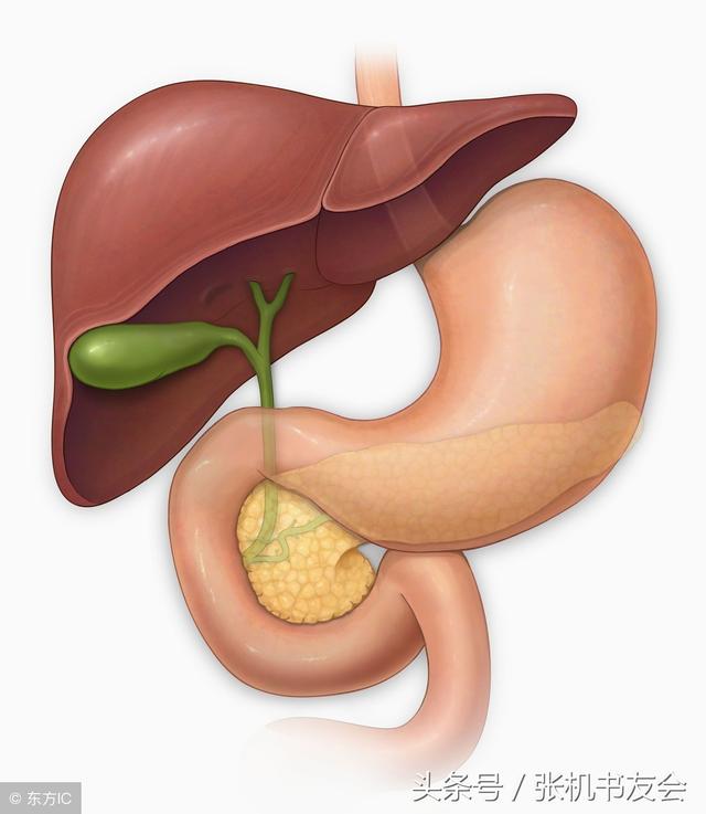 肝胃不和临床特点及治则