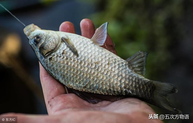 体长不过20厘米,体侧扁,稍高,无须,和鲤鱼区别明显.