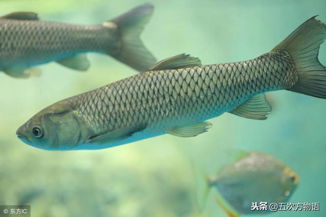 菜市场常见淡水鱼图鉴鲤科篇