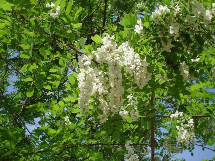 方法】炒食,做餡等【食用部位】花【分佈區域】全國【中文別名】洋槐