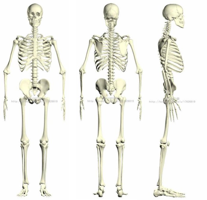 转载内观骨相渐修白骨观图