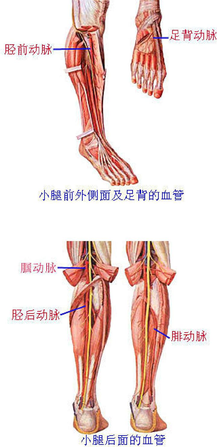 最全的人体解剖图