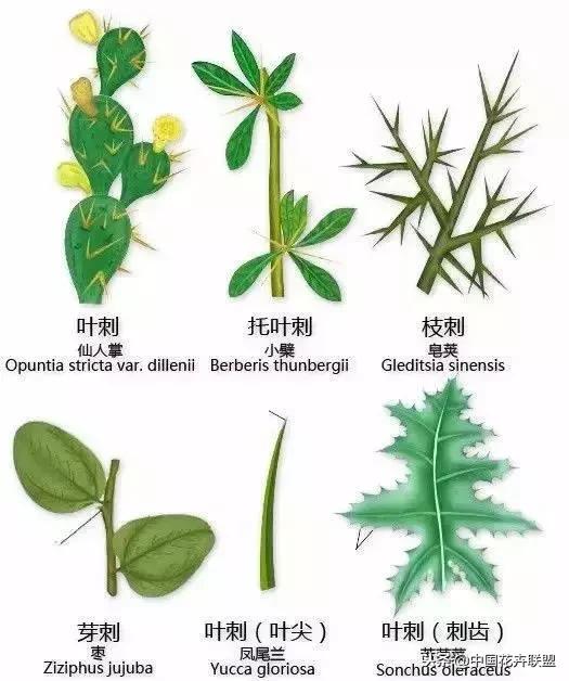 最全的植物形态图解让你轻松认识所有植物