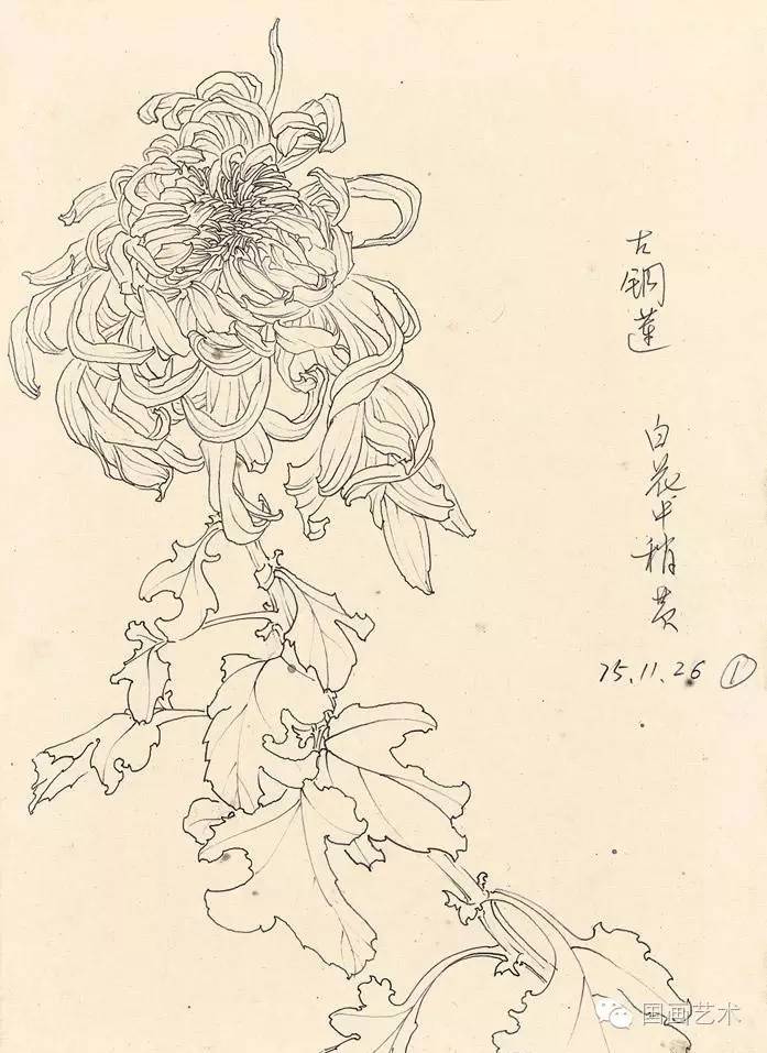 邹传安菊花白描写生作品欣赏