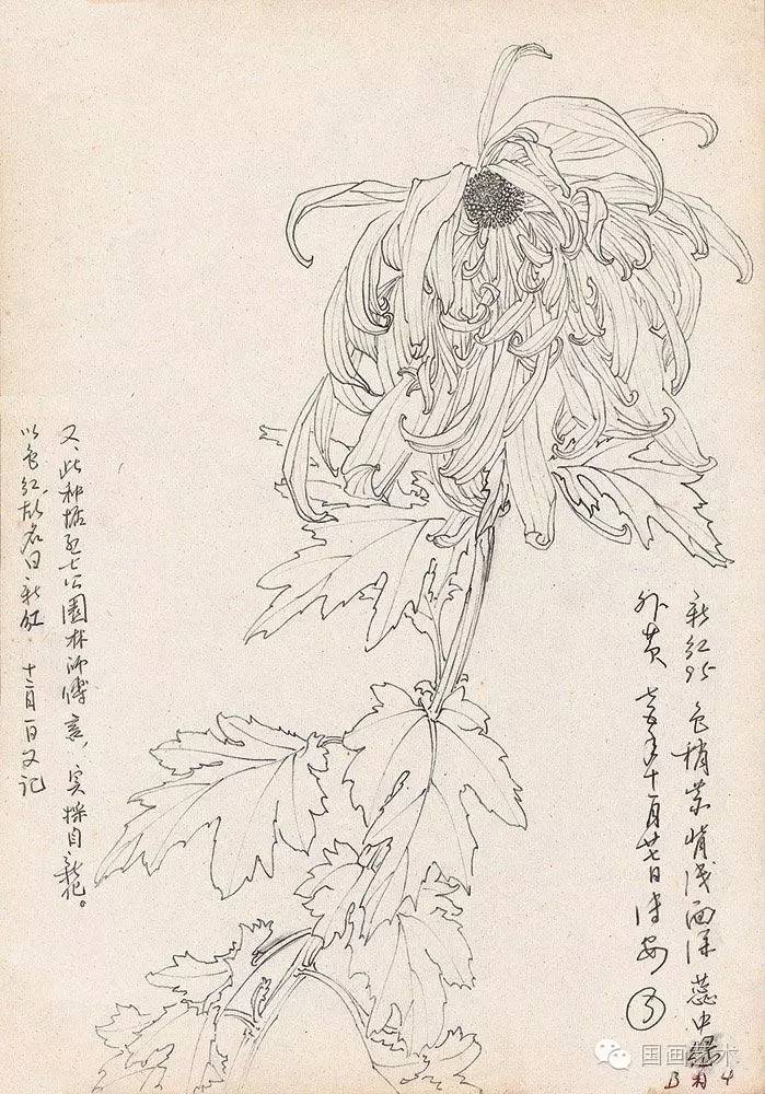 邹传安 白描花卉图片