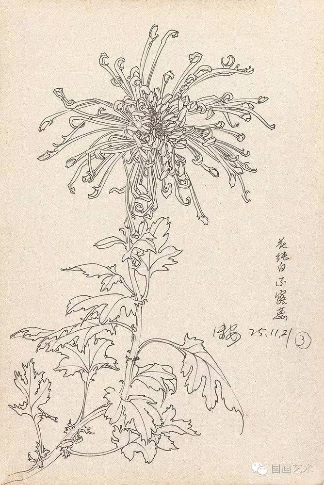 邹传安菊花白描写生作品欣赏