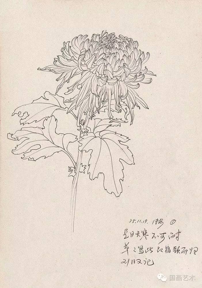 邹传安菊花白描写生作品欣赏