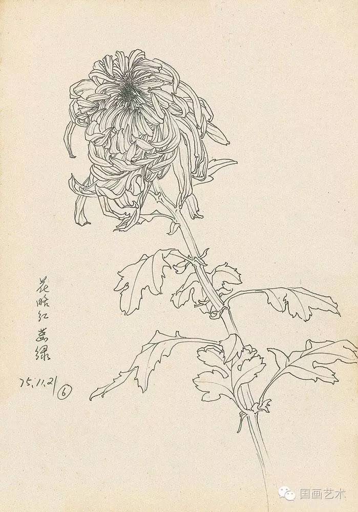 邹传安菊花白描写生作品欣赏