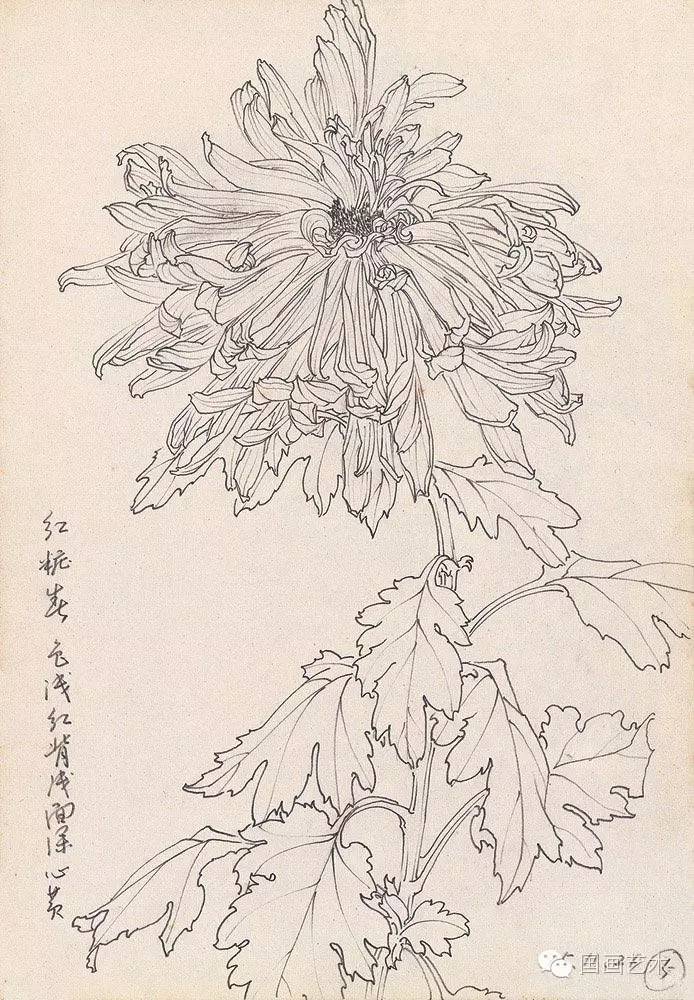 邹传安 白描花卉图片