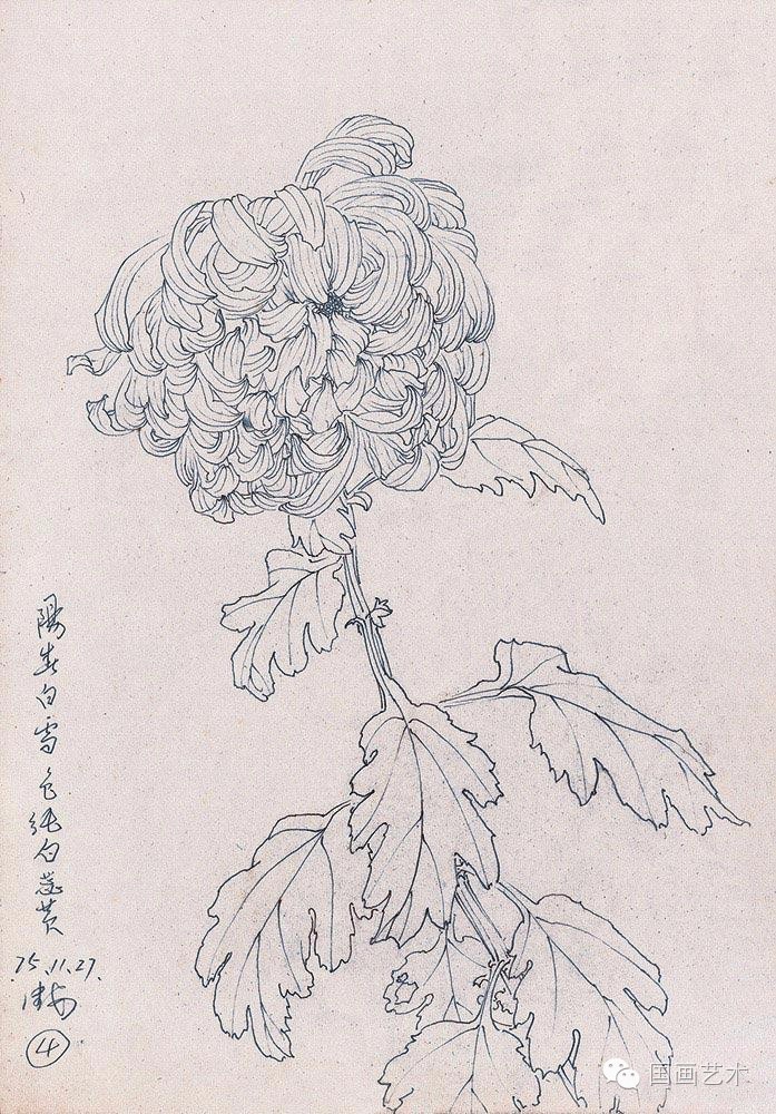 邹传安 白描花卉图片