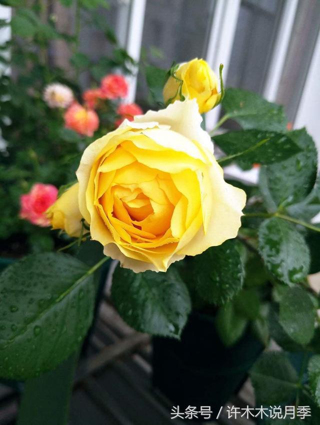 用生命诠释勤花的欧月-金丝雀,开花王者(许木木欧月品种鉴赏)