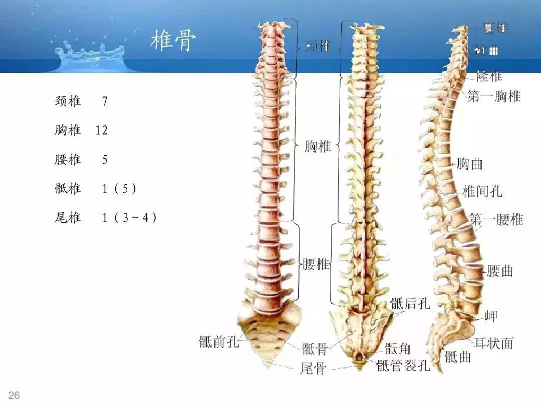 背部骨骼结构图解大全图片