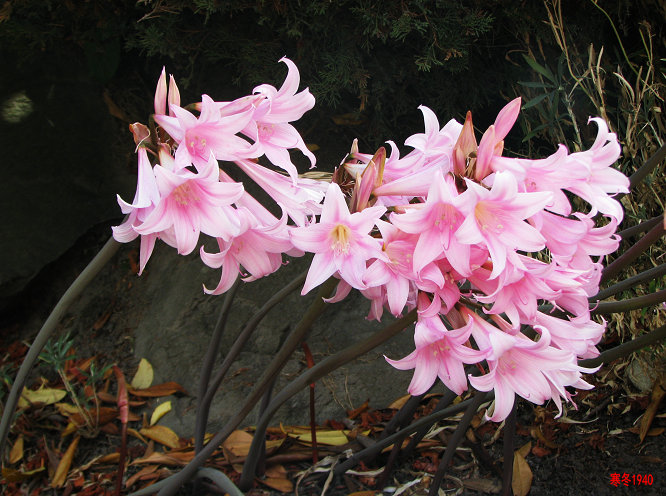 红),所以有人把amaryllis belladonna成为南非孤挺花或南非真孤挺花