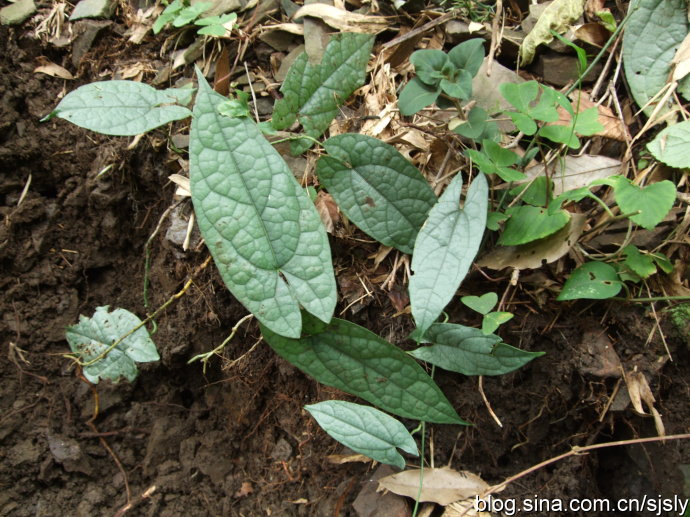 祖国医学的咽喉疾病,有风热乳蛾,虚火乳蛾,风热喉痹,虚火喉痹,急喉喑