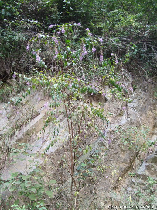 祖国医学的咽喉疾病,有风热乳蛾,虚火乳蛾,风热喉痹,虚火喉痹,急喉喑