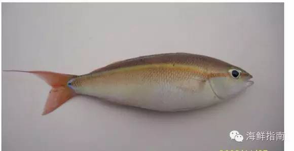 常见海水鱼类图谱大全