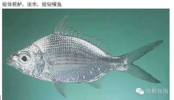 細鱗鯻石頭魚,學名玫瑰毒鮋,也稱小姐魚.