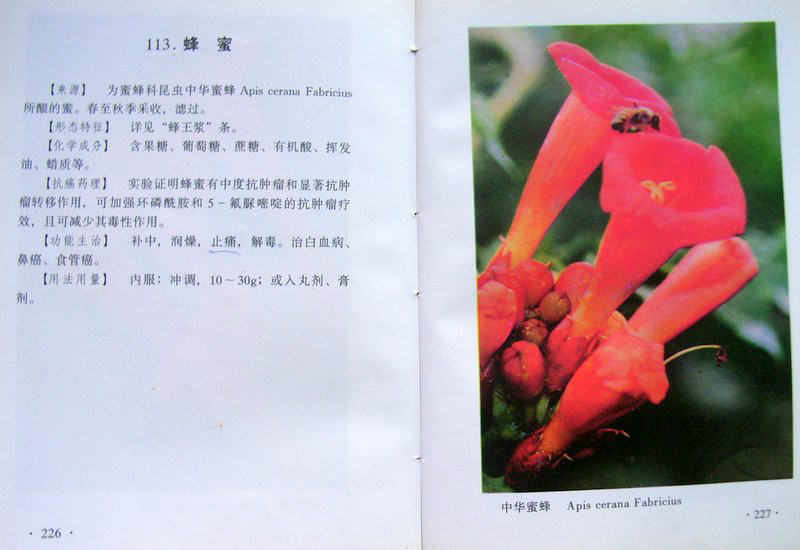 《抗癌中草药彩◇◇谱》05图 封面 半支莲