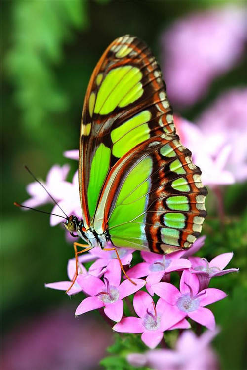 世界上第一漂亮的蝴蝶图片
