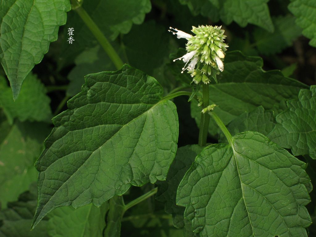 把蒿炖鱼 方方球