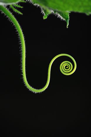 名医陈修园的早年奇遇关于千古迷团紫参汤引发的感叹