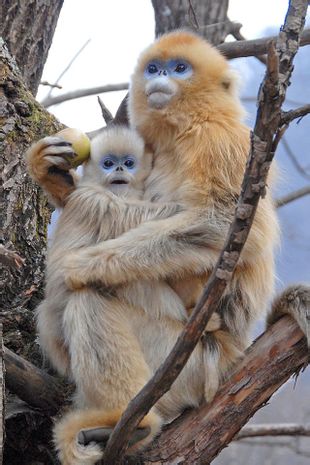 名医陈修园的早年奇遇关于千古迷团紫参汤引发的感叹