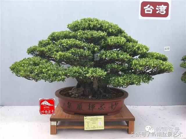 张建荣作品 《唐风汉韵》(黄杨)