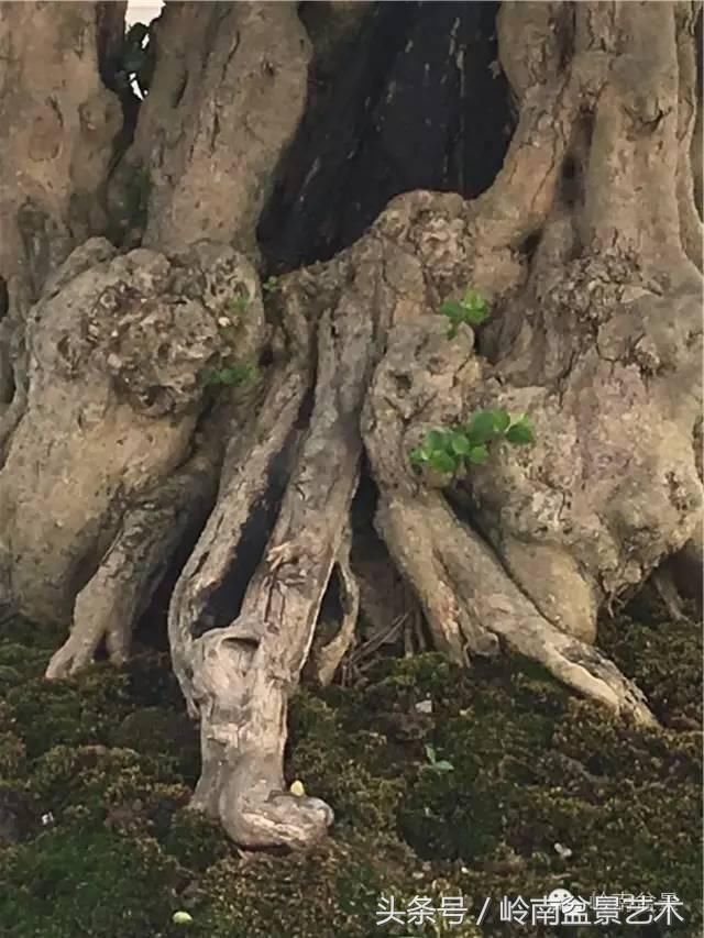 雄霸天下--矮仔大树盆景