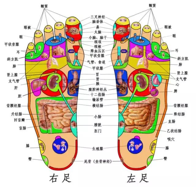 脚上经络图对应的器官图片