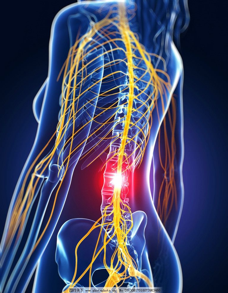 [转载]难得一见的人体3d透视图