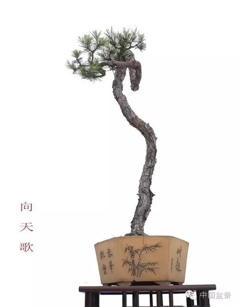 韩学年大师山松盆景欣赏